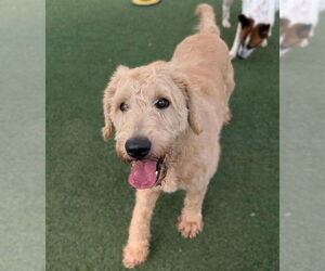 Labradoodle Dogs for adoption in McKinney, TX, USA