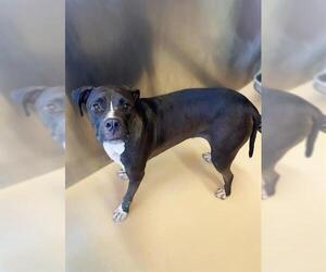 Medium Photo #1 Mutt Puppy For Sale in Riverside, CA, USA