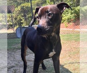 American Pit Bull Terrier-Chocolate Labrador retriever Mix Dogs for adoption in Jena, LA, USA