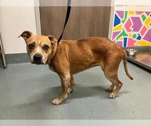 American Pit Bull Terrier Dogs for adoption in Baytown, TX, USA