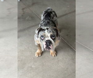 Bulldog Dogs for adoption in Las Vegas, NV, USA