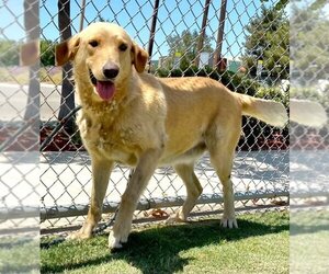 Golden Labrador Dogs for adoption in Seattle, WA, USA