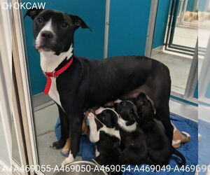 Mutt Dogs for adoption in Oklahoma City, OK, USA