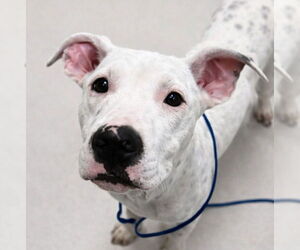 Mutt Dogs for adoption in Canton, CT, USA