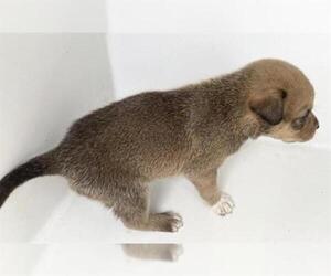 Labrador Retriever Dogs for adoption in Houston, TX, USA