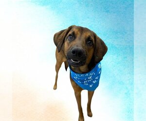 Plott Hound Dogs for adoption in Baytown, TX, USA