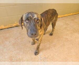 Plott Hound Dogs for adoption in Athens, AL, USA