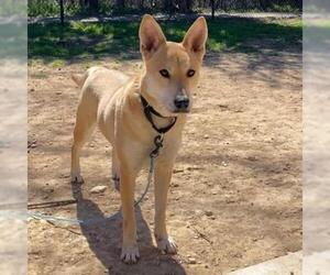 Carolina Dog Dogs for adoption in Austin, TX, USA