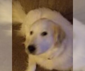 Great Pyrenees Dogs for adoption in Amherst, MA, USA