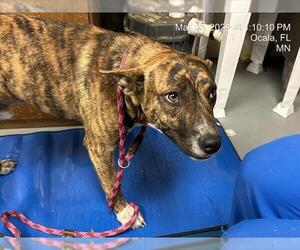 German Shepherd Dog-Unknown Mix Dogs for adoption in Ocala, FL, USA