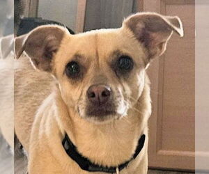 Chihuahua-Unknown Mix Dogs for adoption in Oakland Park, FL, USA