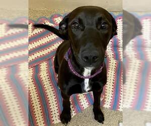 Lab-Pointer Dogs for adoption in Center Township, PA, USA