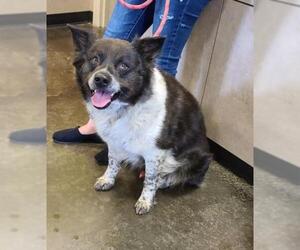 Border Collie Dogs for adoption in Rockwall, TX, USA