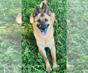 Gerberian Shepsky Dogs for adoption in Sacramento, CA, USA