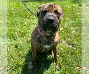 Chow Chow-Unknown Mix Dogs for adoption in Muskegon, MI, USA