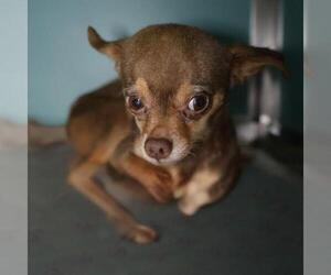 Chihuahua-Unknown Mix Dogs for adoption in San Antonio, TX, USA