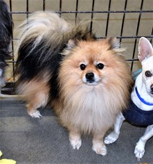 Pomeranian Dogs for adoption in San Jacinto, CA, USA