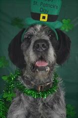 German Wirehaired Pointer Dogs for adoption in Lee's Summit, MO, USA
