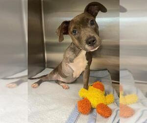 American Staffordshire Terrier-Unknown Mix Dogs for adoption in Tallahassee, FL, USA