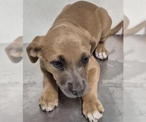 Labrador Retriever-Unknown Mix Dogs for adoption in Bakersfield, CA, USA