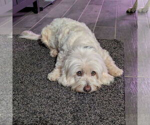 Poodle (Miniature)-Unknown Mix Dogs for adoption in PIPE CREEK, TX, USA