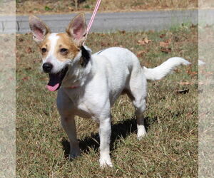Medium Photo #1 Jack Russell Terrier Puppy For Sale in Prattville, AL, USA
