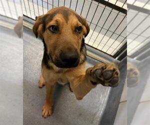 Bloodhound-Unknown Mix Dogs for adoption in San Antonio, TX, USA