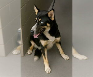 German Shepherd Dog Dogs for adoption in Downey, CA, USA