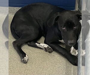 Labrador Retriever-Unknown Mix Dogs for adoption in Sterling, MA, USA