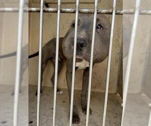 American Pit Bull Terrier-Unknown Mix Dogs for adoption in Oklahoma City, OK, USA