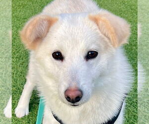 Medium Photo #4 Shiba Inu-Unknown Mix Puppy For Sale in Agoura Hills, CA, USA