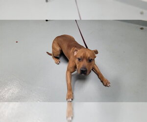 Mutt Dogs for adoption in St. Cloud, FL, USA