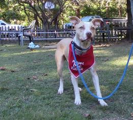 Staffordshire Bull Terrier Dogs for adoption in Nesbit, MS, USA