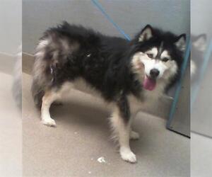 Siberian Husky-Unknown Mix Dogs for adoption in Las Vegas, NV, USA