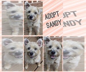 Cairn Terrier-Unknown Mix Dogs for adoption in Richmond, MO, USA