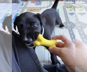 Labrador Retriever-Unknown Mix Dogs for adoption in Pacifica, CA, USA