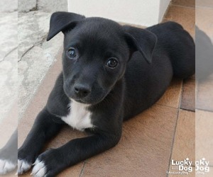 Labrador Retriever-Unknown Mix Dogs for adoption in Washington, DC, USA