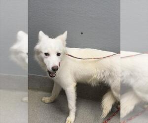 German Shepherd Dog-Unknown Mix Dogs for adoption in Las Vegas, NV, USA