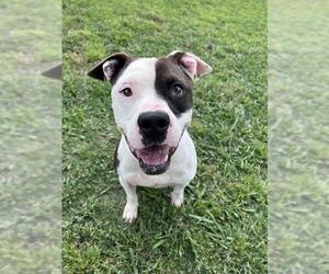 Mutt Dogs for adoption in Plano, TX, USA