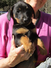 Doxie-Pin Dogs for adoption in Rutherfordton, NC, USA