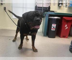 Rottweiler Dogs for adoption in Pasadena, CA, USA