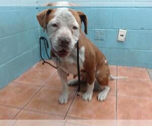 American Pit Bull Terrier Dogs for adoption in Downey, CA, USA