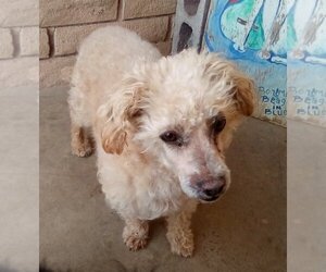 Shih-Poo Dogs for adoption in Apple Valley, CA, USA