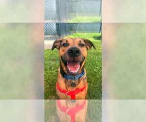 Mutt Dogs for adoption in Weaverville, NC, USA