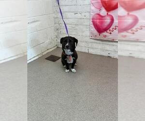 Mutt Dogs for adoption in San Bernardino, CA, USA