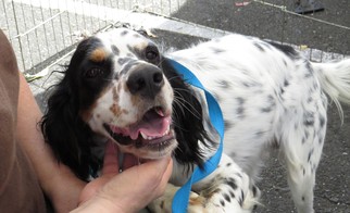 English Setter Dogs for adoption in Napa, CA, USA
