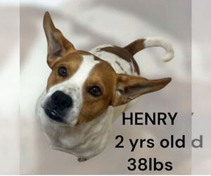 Mutt Dogs for adoption in Woodbury, NY, USA