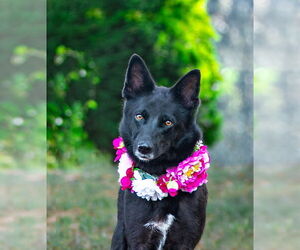 German Shepherd Dog-Unknown Mix Dogs for adoption in Unionville, PA, USA