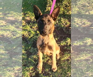 Mutt Dogs for adoption in San Diego, CA, USA