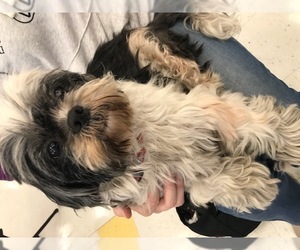 Shih Tzu Dogs for adoption in Irvine, CA, USA